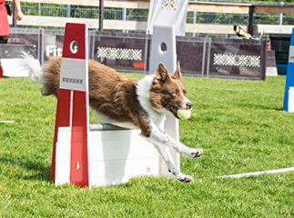 flyball chien